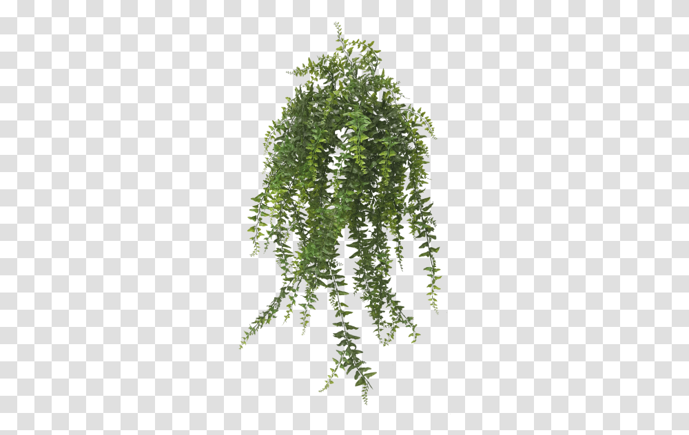 Hanging Plants, Leaf, Moss, Fern, Rug Transparent Png