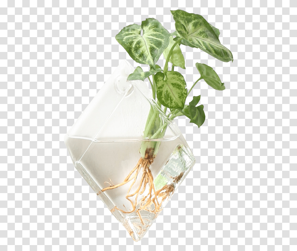 Hanging Plants On Walls, Sprout, Outdoors, Flower, Nature Transparent Png
