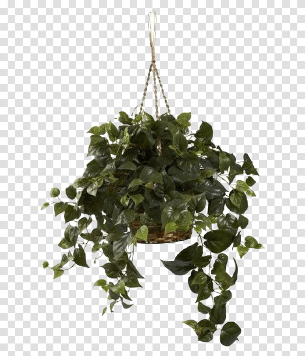 Hanging Plants, Tree, Leaf, Ivy, Vine Transparent Png