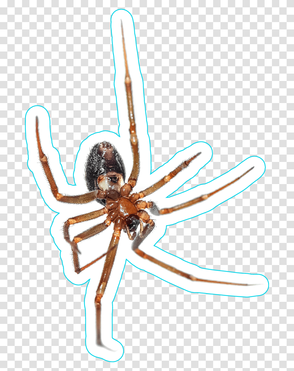 Hanging Spider, Animal, Invertebrate, Arachnid, Garden Spider Transparent Png