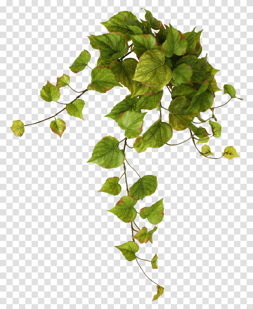 Hanging String String Tree, Plant, Leaf, Ivy, Vine Transparent Png