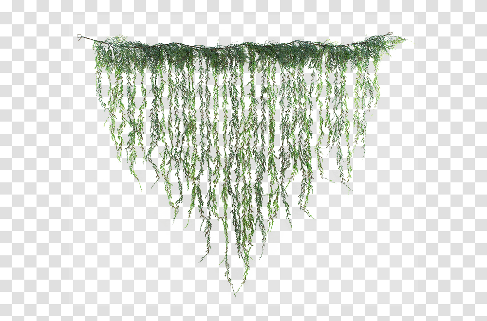 Hanging Vines, Plant, Root, Tree, Ivy Transparent Png
