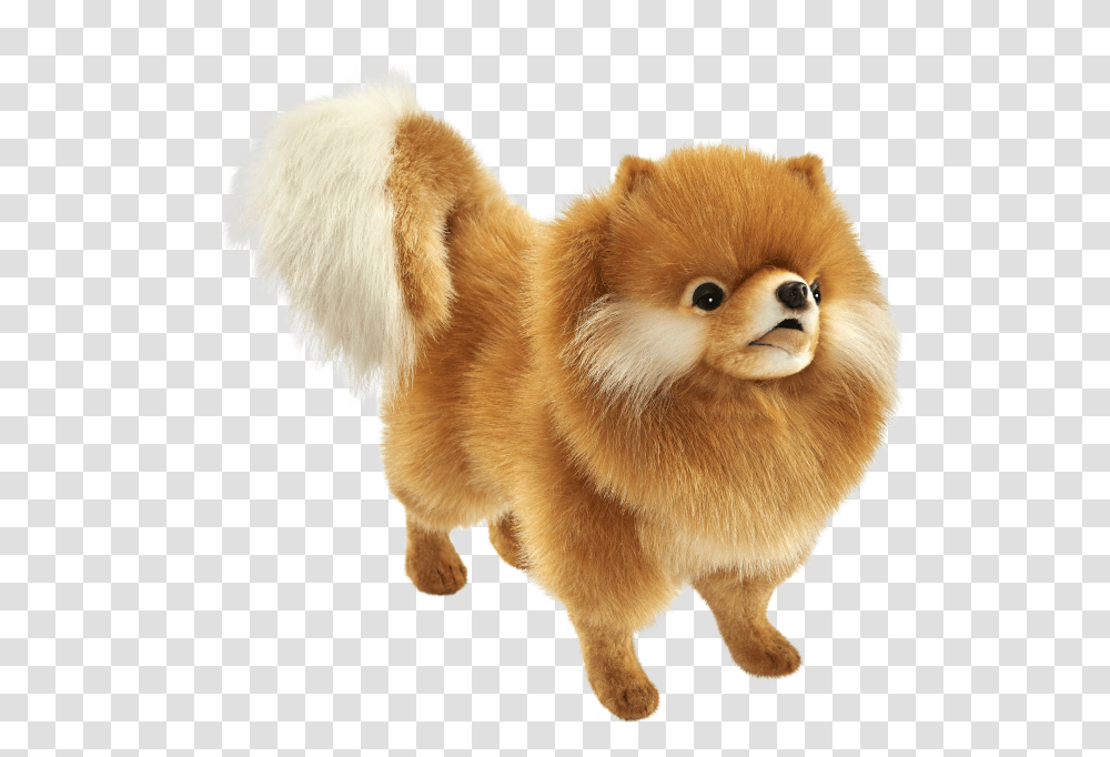 Hansa Toys Pomeranian Dog 7018 Plush Stuffed Animal Play Toy Gift Decor Prop Chow Chow, Chicken, Poultry, Fowl, Bird Transparent Png