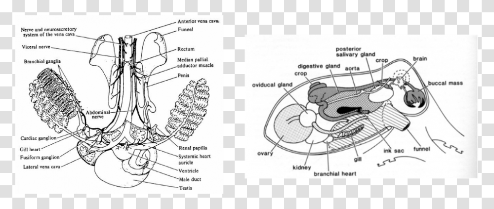 Hapalochlaena Fasciata Blue Lined Octopus Cardiovascular Octopus Circulatory System Diagram, Plot, Plant, Vegetation Transparent Png