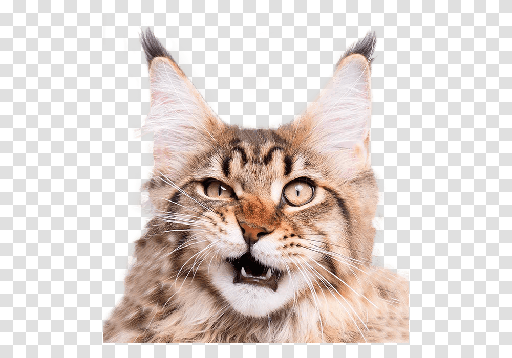 Happens If You Cut A Cat's Whiskers, Pet, Mammal, Animal, Manx Transparent Png