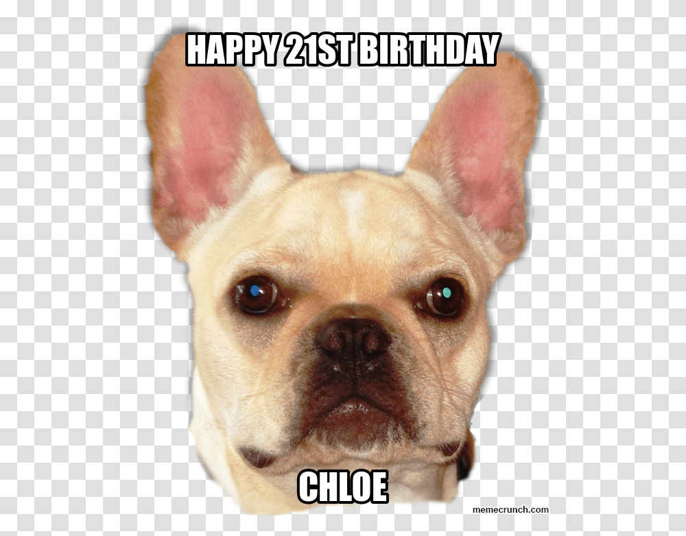 Happy 21st Birthday Happy Birthday Ginger Cunt, Dog, Pet, Canine, Animal Transparent Png
