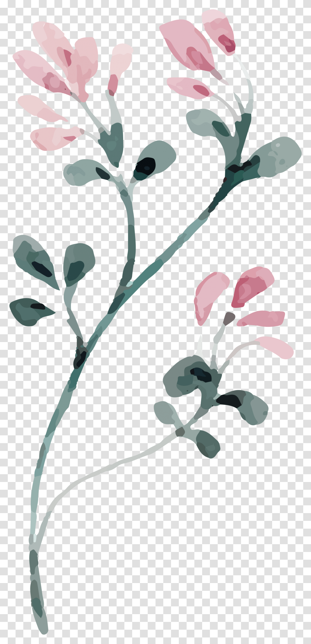 Happy 50th Birthday Smoketree, Plant, Flower, Blossom, Acanthaceae Transparent Png