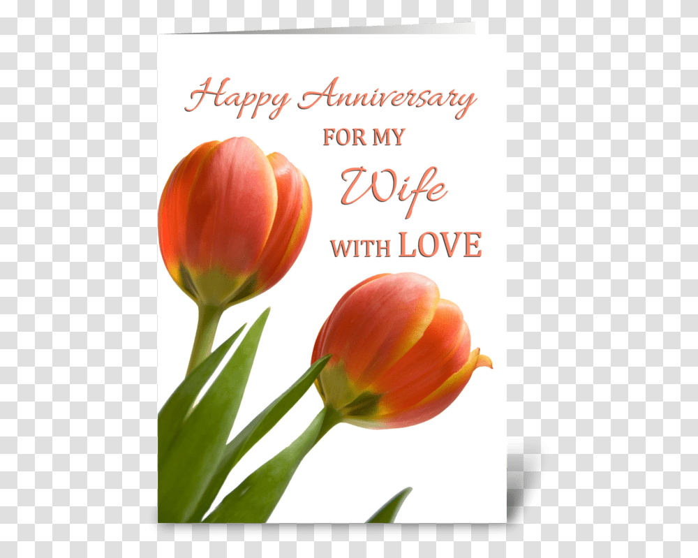Happy Anniversary For Wife Greeting Card Happy Anniversary With Tulips, Plant, Flower, Blossom, Petal Transparent Png