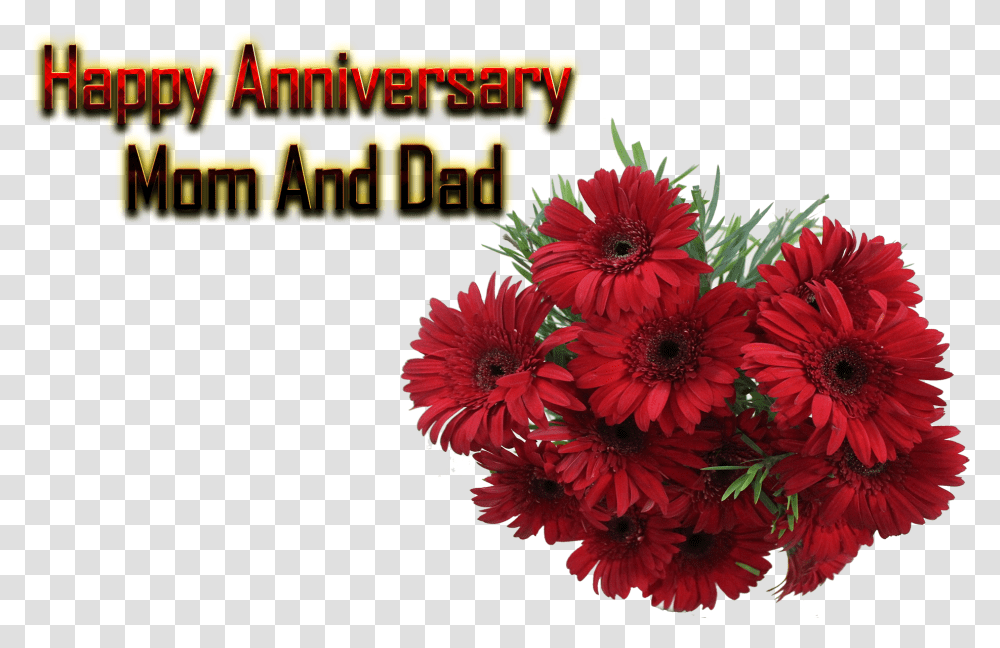 Happy Anniversary Mom And Dad Free Background Free Happy Anniversary Mom And Dad, Plant, Flower, Blossom, Daisy Transparent Png