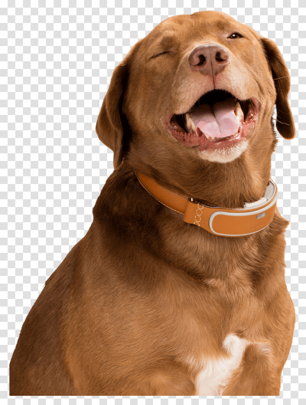Happy April Fools Day Dog With Smart Collar Dog With Smart Collar, Pet, Canine, Animal, Mammal Transparent Png
