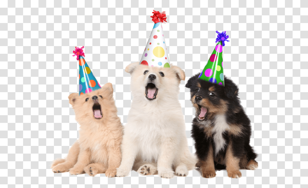 Happy Birthday Animated Gif Dog, Apparel, Party Hat, Pet Transparent Png