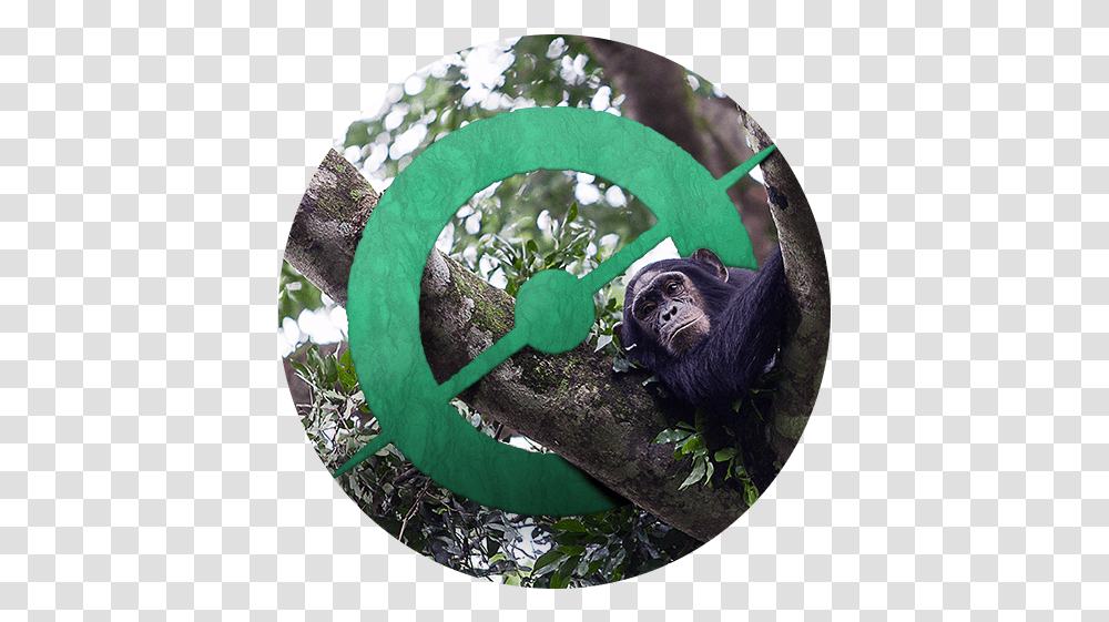 Happy Birthday Chimp & See - Daily Zooniverse Chimpanzee In A Circle, Wildlife, Animal, Mammal, Ape Transparent Png