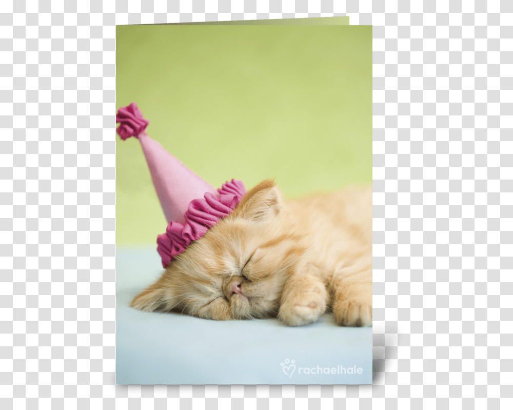 Happy Birthday Kitten In Party Hat Happy Birthday Kitten, Cat, Pet, Mammal, Animal Transparent Png