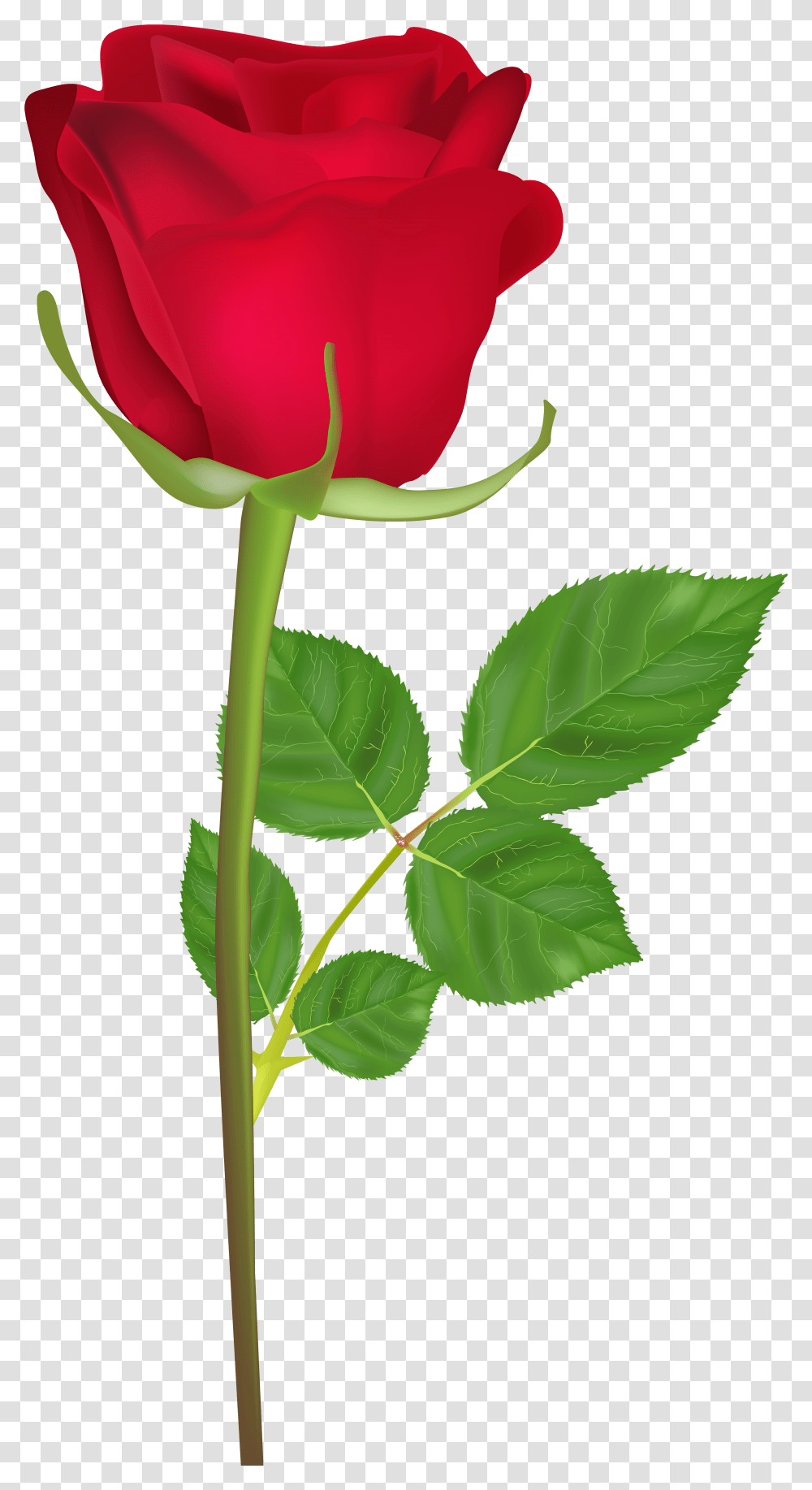 Happy Birthday Rose Gif Clipart Download Single Rose Flower Hd Transparent Png