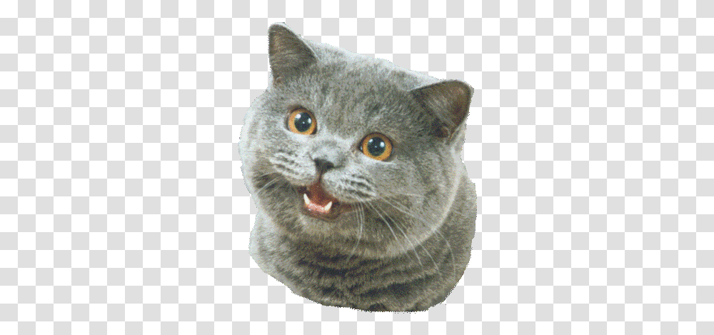 Happy Cat Cat Happy Background, Pet, Mammal, Animal, Manx Transparent Png