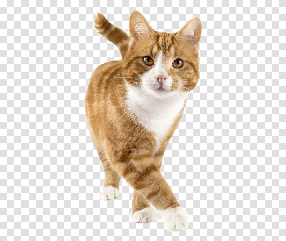Happy Cat Cat Tracker, Pet, Mammal, Animal, Manx Transparent Png