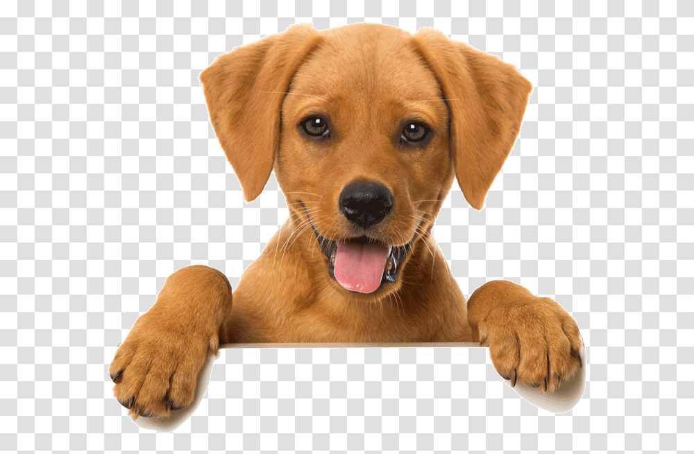 Happy Cat Dog Looking Over Wall, Pet, Canine, Animal, Mammal Transparent Png