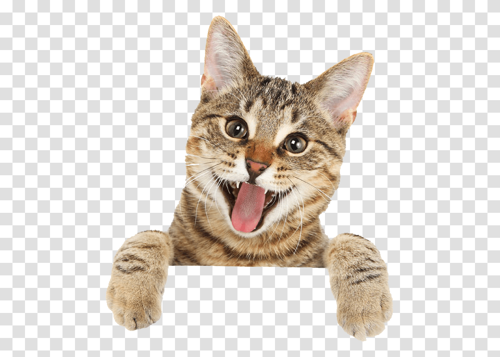Happy Cat In, Pet, Mammal, Animal, Mouth Transparent Png