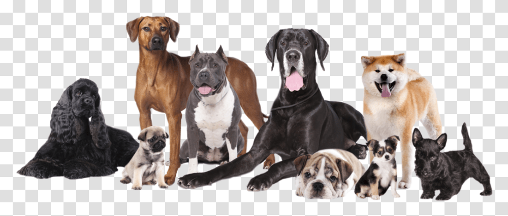 Happy Dog Different Ages Of Dogs, Pet, Canine, Animal, Mammal Transparent Png