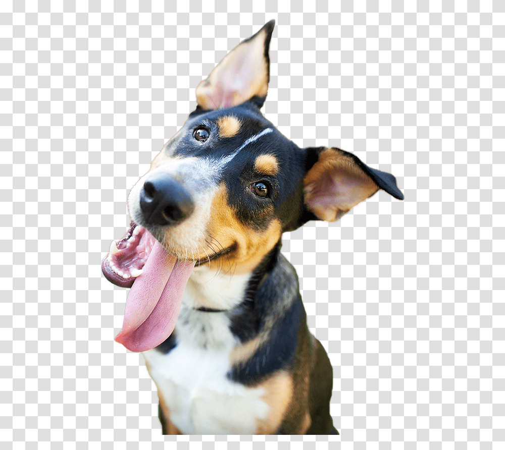 Happy Dog Happy Dog, Pet, Canine, Animal, Mammal Transparent Png