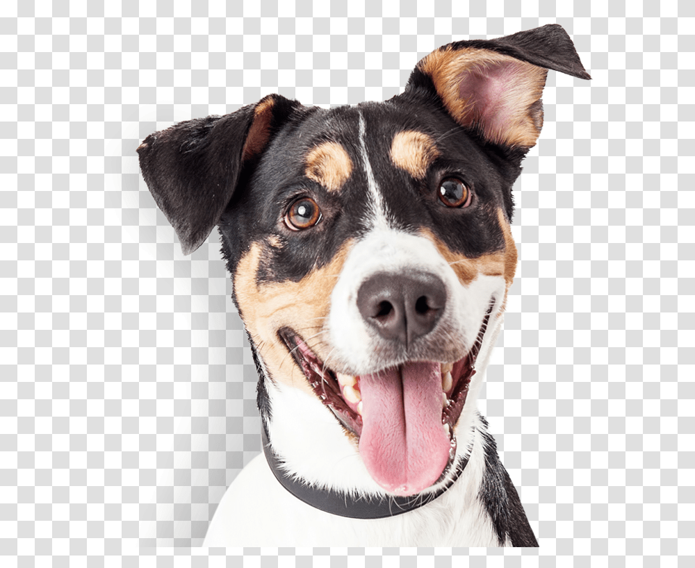Happy Dog Happy Dogs Images Free Download, Pet, Canine, Animal, Mammal Transparent Png