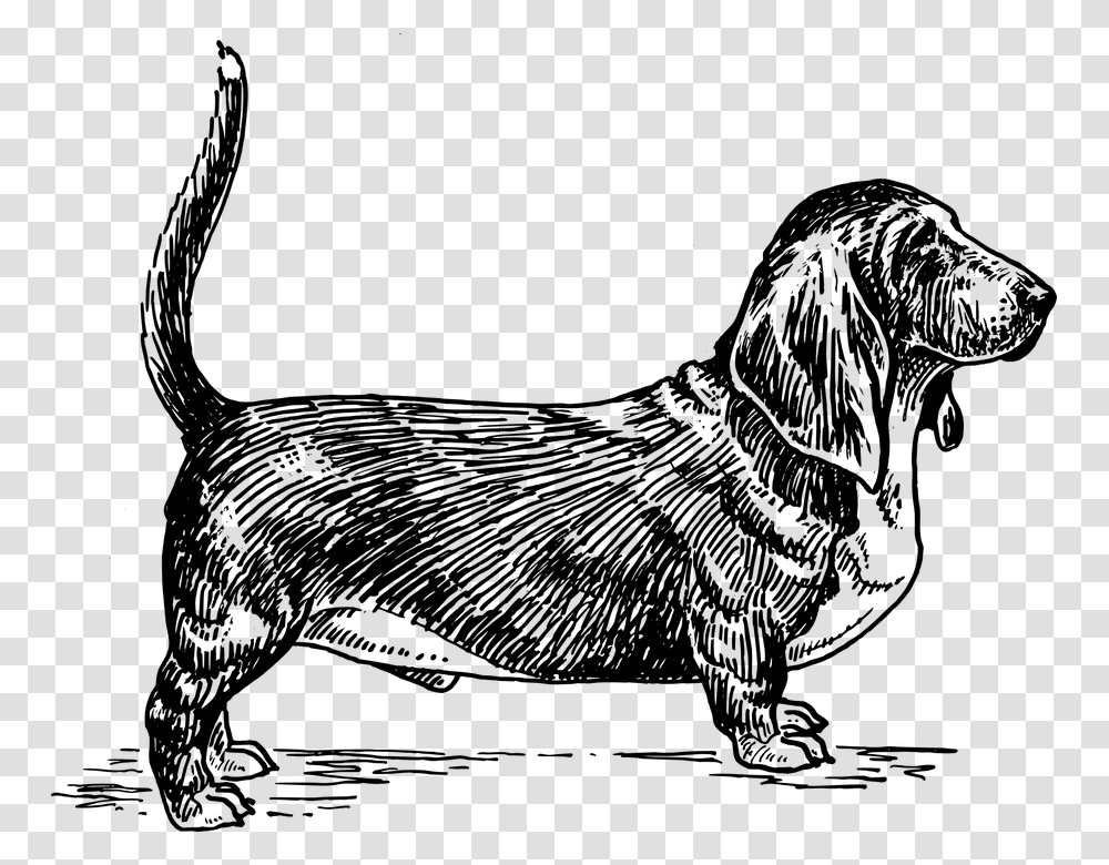 Happy Dog Pet Basset Hound Tail Canine Basset Hound Dog Vector, Gray, World Of Warcraft Transparent Png