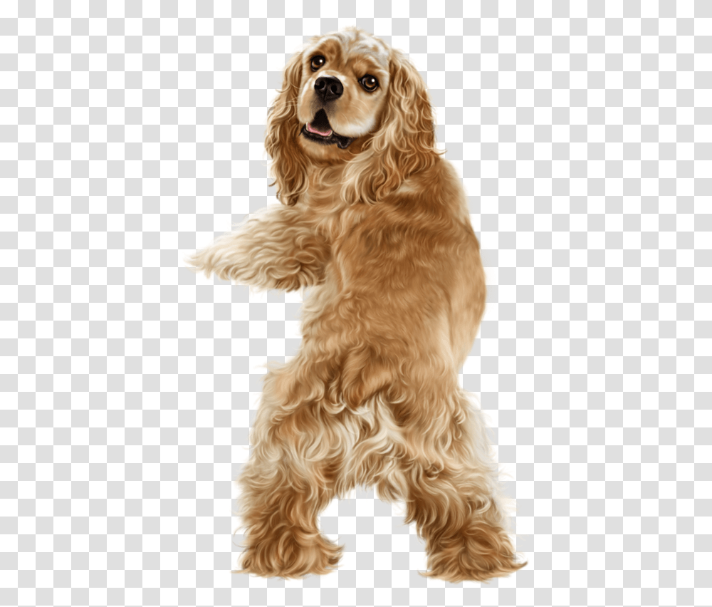Happy Friday Golden American Cocker Spaniel, Dog, Pet, Canine, Animal Transparent Png