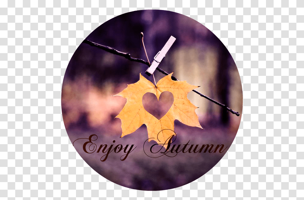 Happy Friday The Skylark Dream Life Starts All Over Again, Leaf, Plant, Tree, Maple Leaf Transparent Png