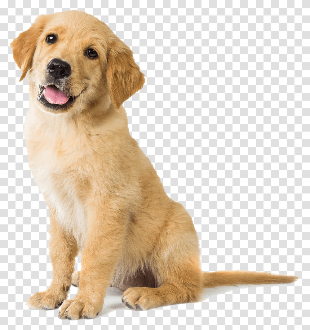 Happy Golden Retriever Puppy Golden Retriever Dog, Pet, Canine, Animal, Mammal Transparent Png