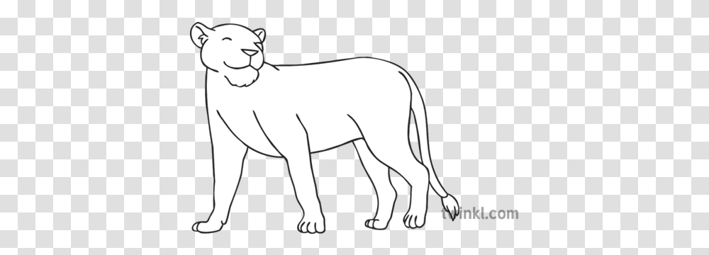 Happy Lioness Black And White Line Art, Mammal, Animal, Drawing, Wildlife Transparent Png