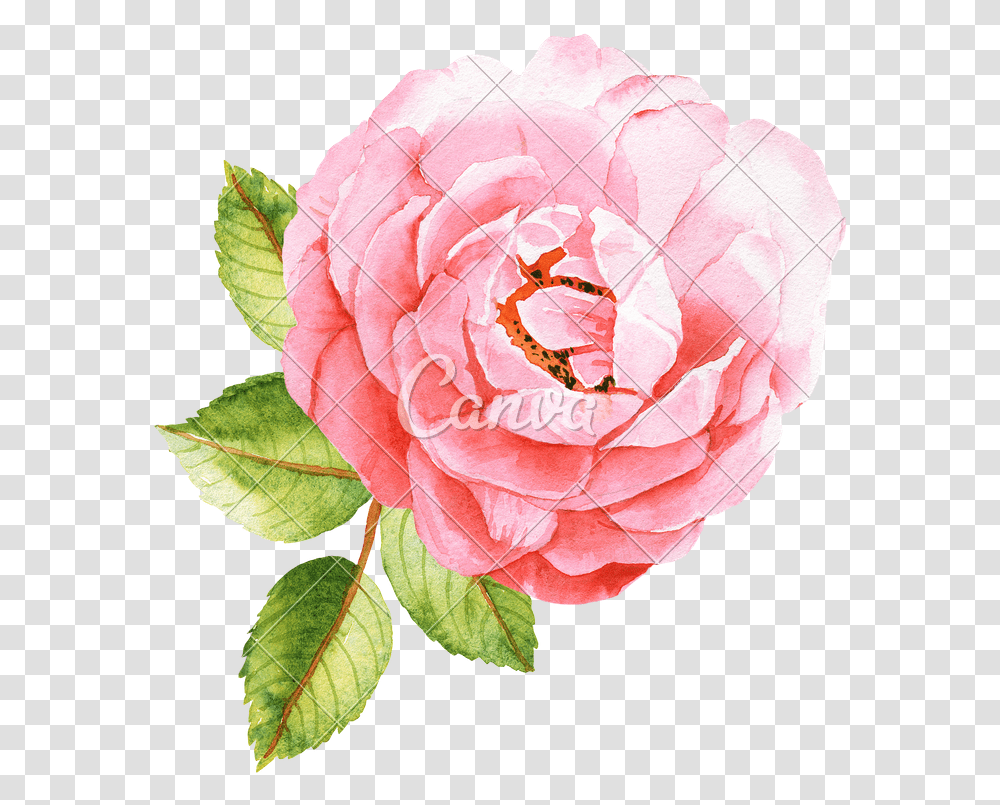 Happy National Aesthetician Day, Rose, Flower, Plant, Wasp Transparent Png