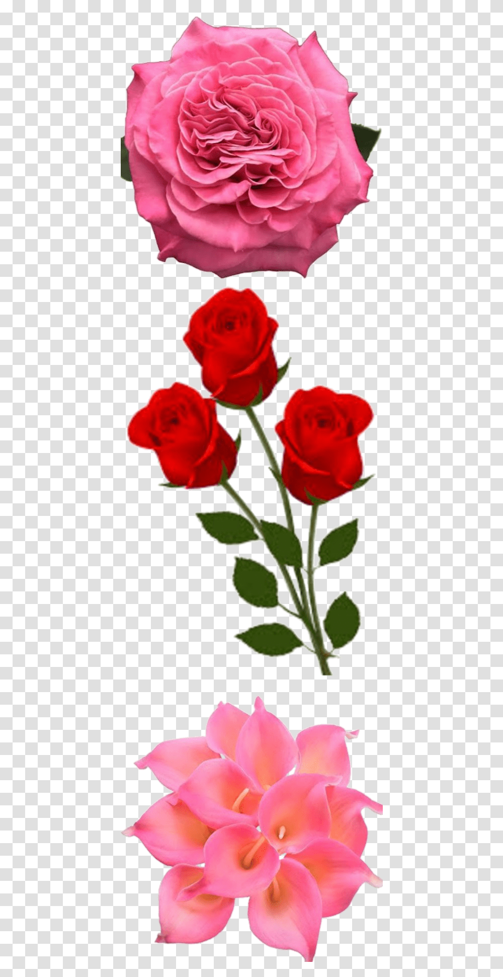 Happy New Year 2020 With Red Rose, Flower, Plant, Blossom, Petal Transparent Png