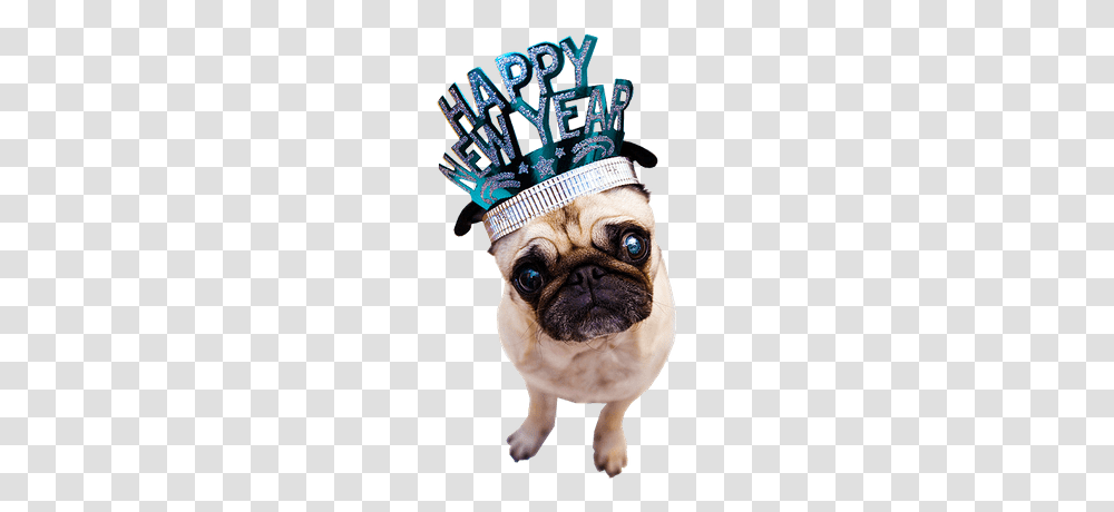 Happy New Year Fireworks Text, Pug, Dog, Pet, Canine Transparent Png