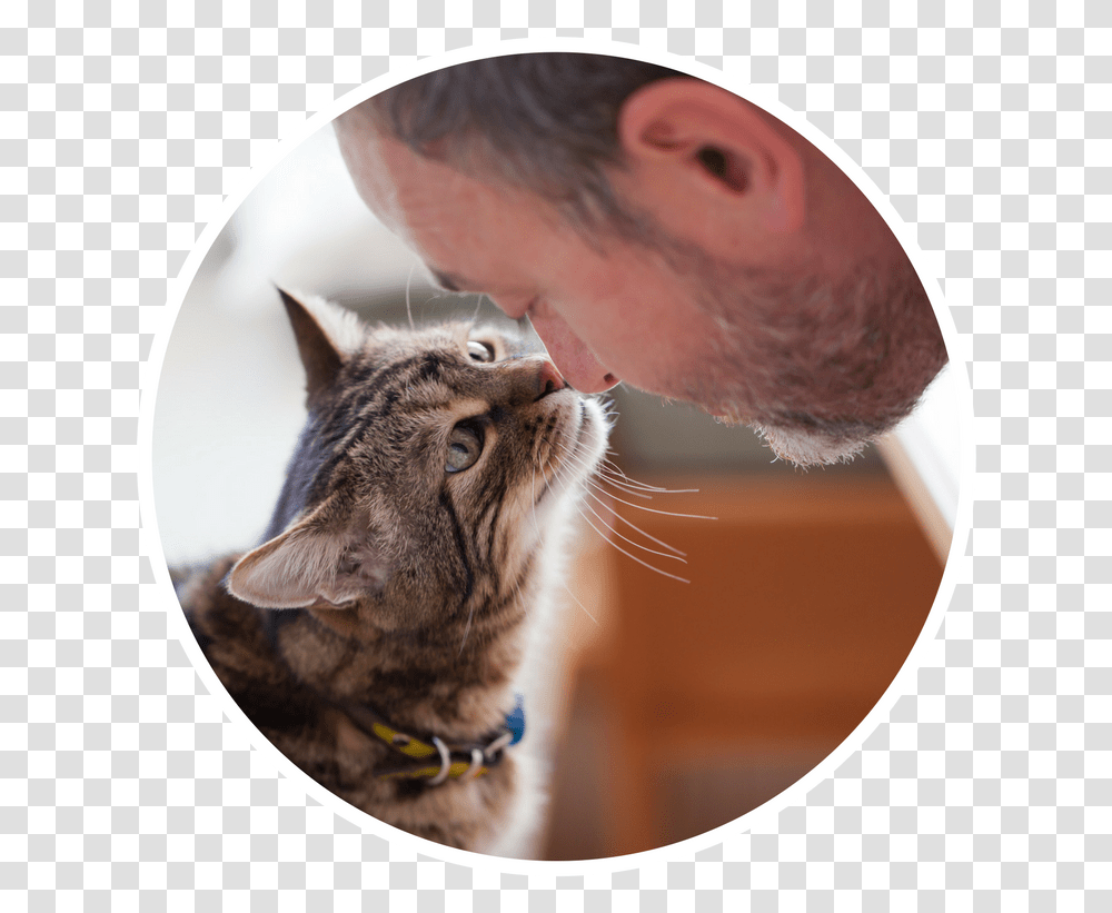 Happy Person With Cat, Manx, Pet, Mammal, Animal Transparent Png