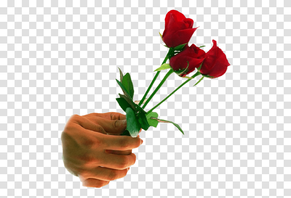 Happy Rose Day Gift, Flower, Plant, Blossom, Person Transparent Png