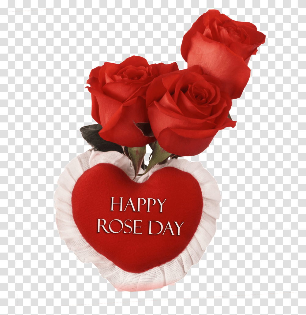 Happy Rose Day Image Samreen Name, Flower, Plant, Blossom, Petal Transparent Png