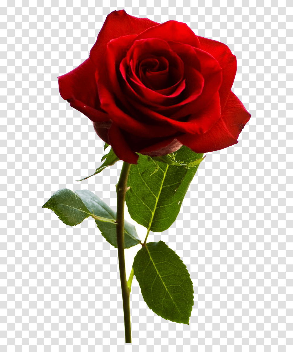 Happy Rose Day Single Rose, Flower, Plant, Blossom, Leaf Transparent Png