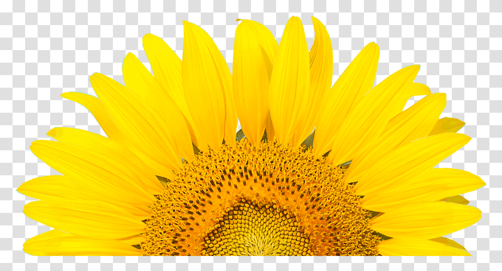 Happy Sabbath Sunflower, Plant, Blossom, Daisy, Daisies Transparent Png