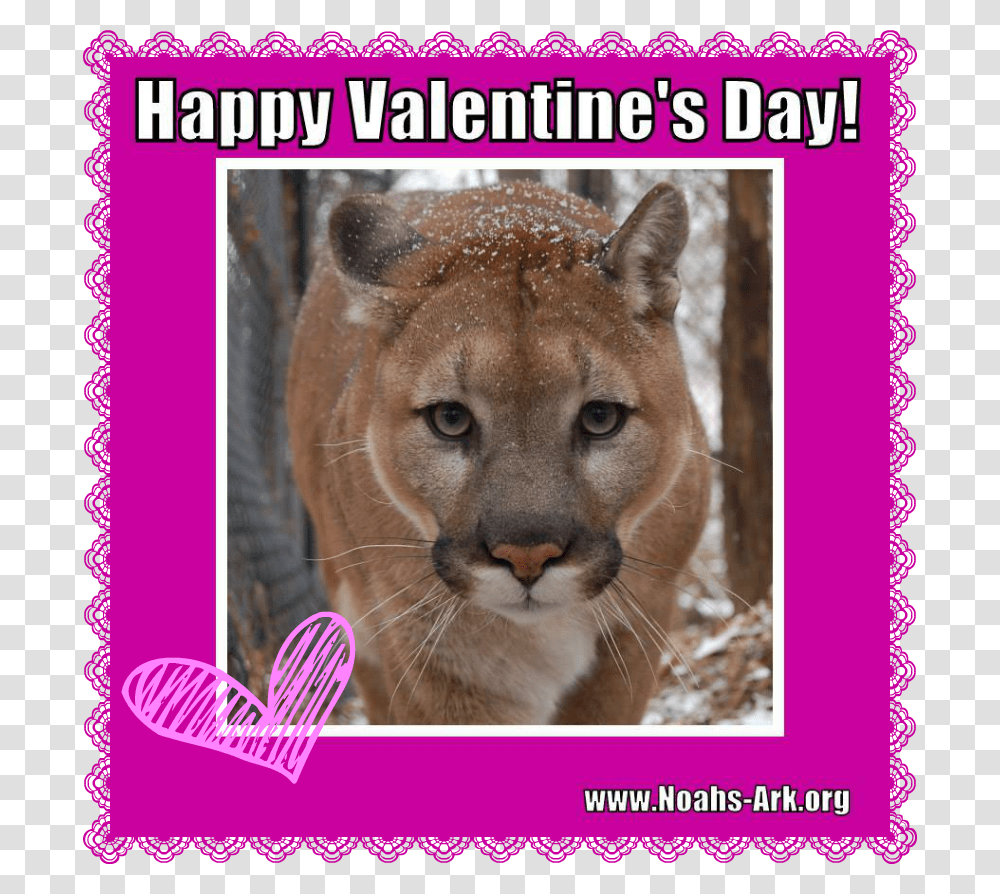 Happy Thursday Funny, Wildlife, Animal, Mammal, Cougar Transparent Png