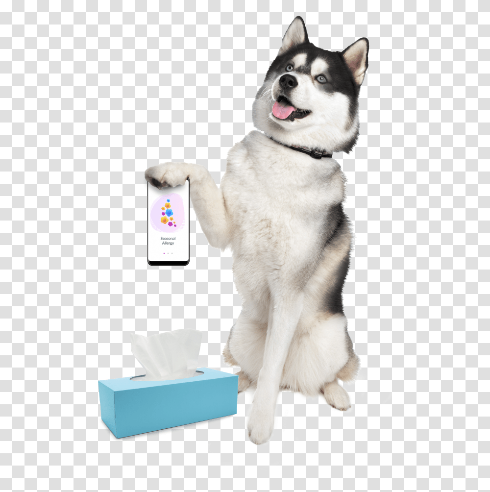 Happy Valentines Day Husky, Paper, Towel, Paper Towel, Tissue Transparent Png
