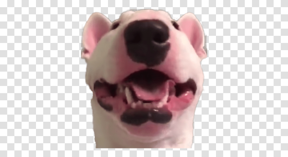 Happy Walter Or Happy Walter Dog, Snout, Sunglasses, Teeth, Mouth Transparent Png