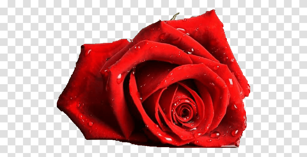 Har Har Mahadev Jai Shankar Mahakaal Tridev Om Namah Beautiful Happy Mothers Day, Rose, Flower, Plant, Blossom Transparent Png