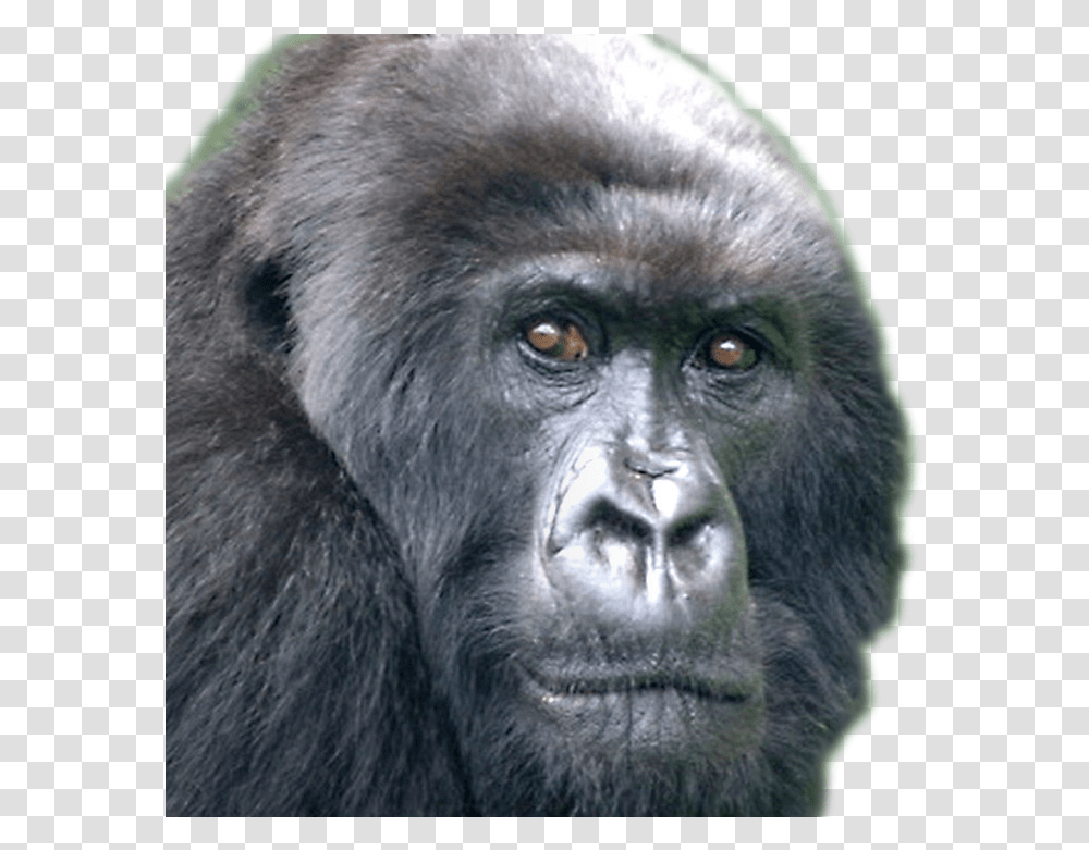 Harambe Face Harambe Gorilla Meme, Wildlife, Mammal, Animal, Ape Transparent Png
