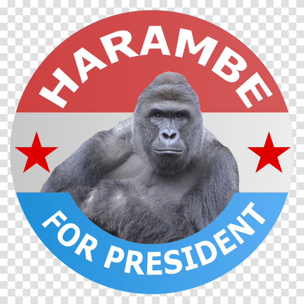 Harambe For President Harambe President, Ape, Wildlife, Mammal, Animal Transparent Png