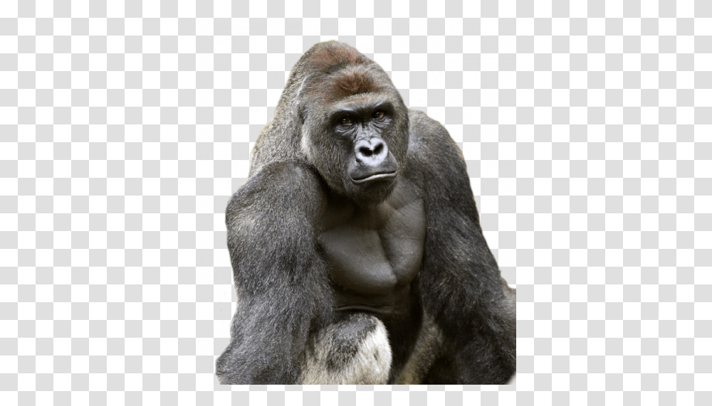 Harambe Gorilla Image Harambe, Ape, Wildlife, Mammal, Animal Transparent Png