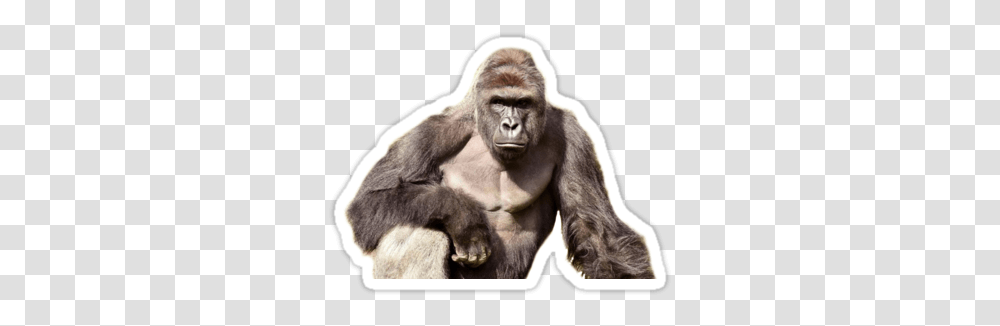 Harambe Sticker Dangerous Animals, Ape, Wildlife, Mammal, Gorilla Transparent Png