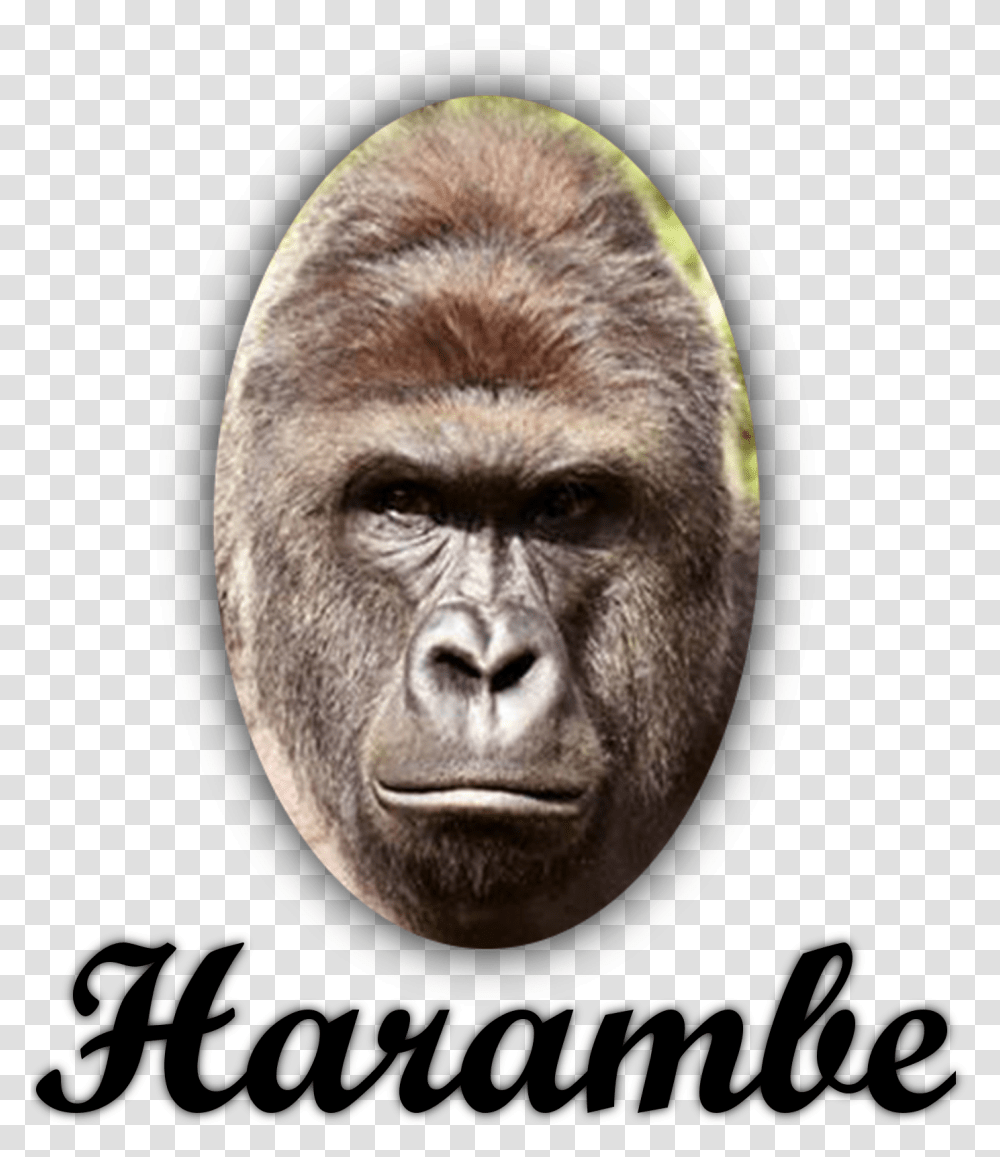 Harambism On Twitter Lenovo 4k 144hz Monitor, Ape, Wildlife, Mammal, Animal Transparent Png