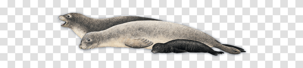 Harbor Seal, Animals, Mammal, Sea Life, Sea Lion Transparent Png