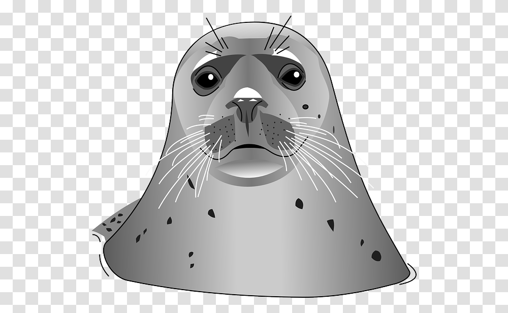 Harbor Seal, Animals, Mammal, Sea Life, Sea Lion Transparent Png