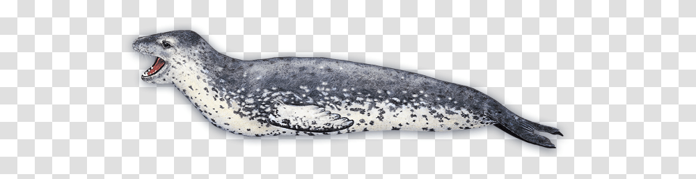 Harbor Seal, Animals, Outer Space, Astronomy, Universe Transparent Png